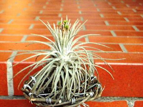 Tillandsia atroviridipetala