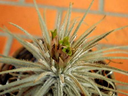 Tillandsia atroviridipetala